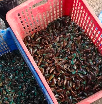Supplier Limbah Cangkang Kerang Seafood Barokah